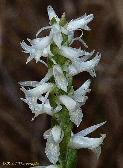 {Spiranthes magnicamporum}